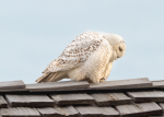 Snowy Owl looking down
