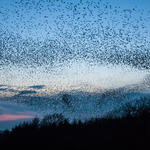 Starlings