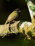Black-faced Grassquit (male)