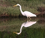 Great White Egret