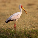 Yellow-billed Stork portfolio