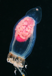 Neoturris pileata