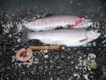 A Brace of Taupo Trout.
