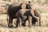 Elephant with older and younger calves