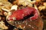 Diplecogaster bimaculata