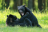 Black Bear fight, Minnesota, USA