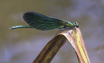 Beautiful Demoiselle
