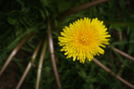 Taraxacum Officinale