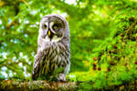 great grey owl stryx nebulosa-2151
