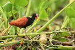 Wattled Jacana portfolio