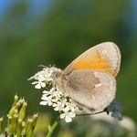 Common Ringlet