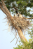 Jabiru nest, adult & four chicks