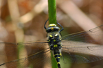 Golden-ringed Dragonfly