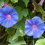 Morning glory (Ipomea purpurea) .