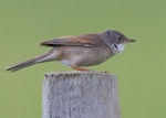 Whitethroat