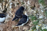 Razorbills