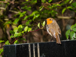 Robin