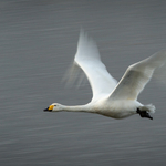 Whooper Swan
