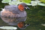 Little Grebe