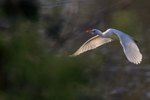 Cattle Egret late afternoon flight, Venice Rookery, Florida