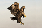 White-tailed Eagle