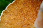 Golden Funghi