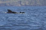 Short finned pilot whale & week old calf, Pico Island, Azores