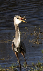 Great Blue Heron _0050