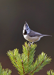 Crested Tit