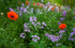 POPPIES AND PHLOX - PORT RYERSE