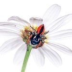 jumping spider (Philaeus chrysops) MYN