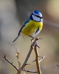 No.0040. Blue Tit
