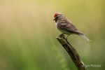 Lesser Redpoll (Acanthis cabaret) - female