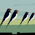 Swallows