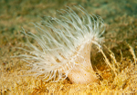 Sagartiogeton undatus