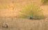 Langur looking at the peacock.