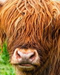 Hidden Face in Highland Cattle