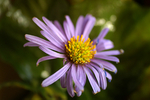 Flowers Set 10 - 05