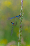 Into the worls of Damselflies, Ireland.