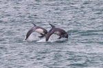 Rissos Dolphins, point Lynus, Anglesey