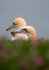 Gannet