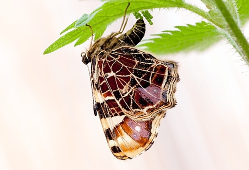 Map butterfly bred by myself in 2014. Egg laying in the famous "strings" of eggs - sadly these were infertile.