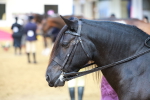 SBM_20121