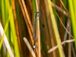 Blue-tailed Damselfly