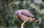 Roadside Hawk