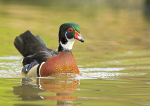 American Wood Duck