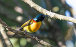 Green-tailed Sunbird