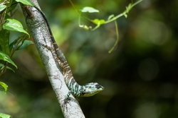 Pethiyagoda Lizard Adult
