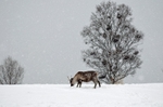 Reindeer