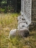 Buttress Sheep ~ Church yard ~ Dunwich